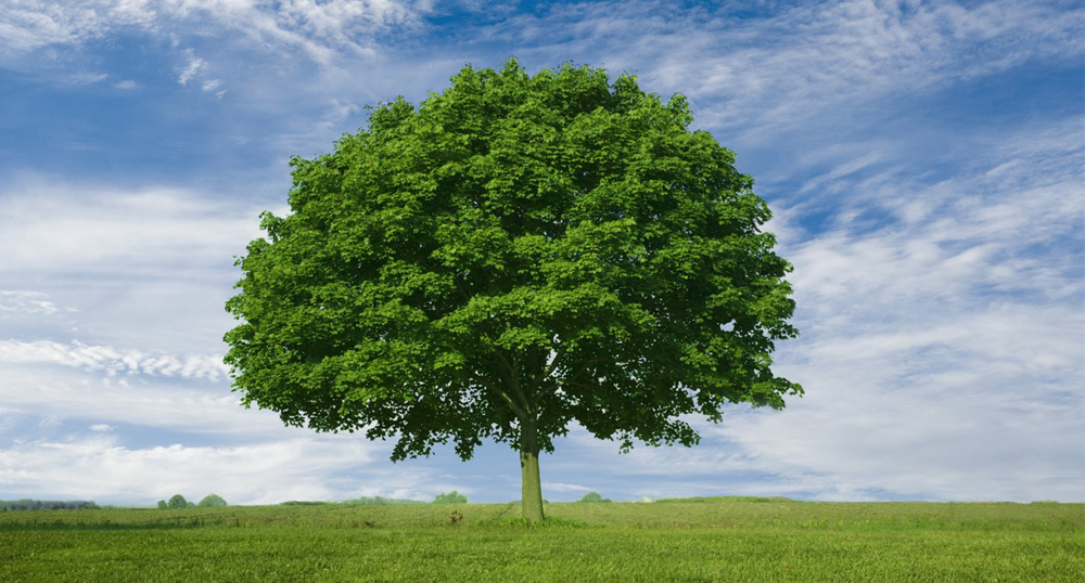 Evolucin y Conservacin Charlas con CON Paraguay