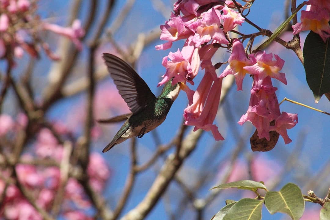 Arborizacin urbana y participacin ciudadana