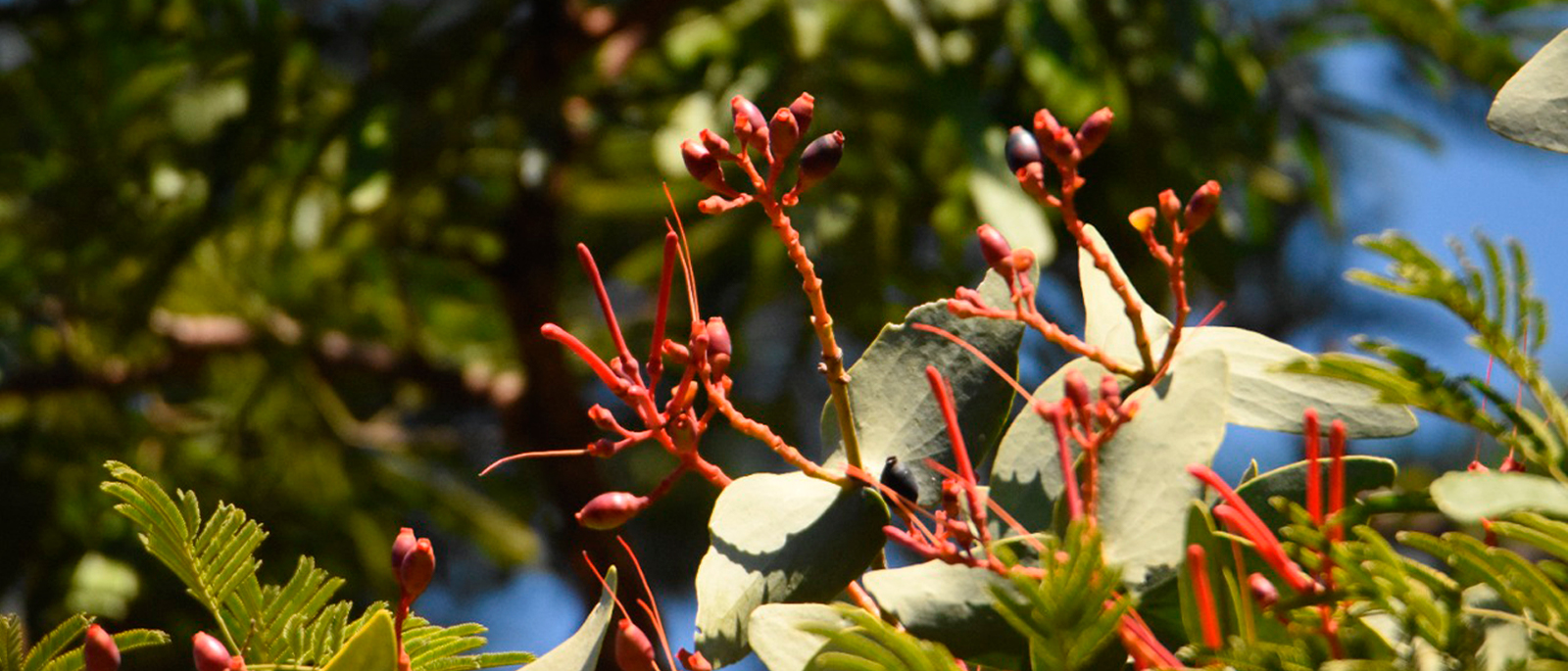 Visita guiada para conocer los rboles del Parque Caballero