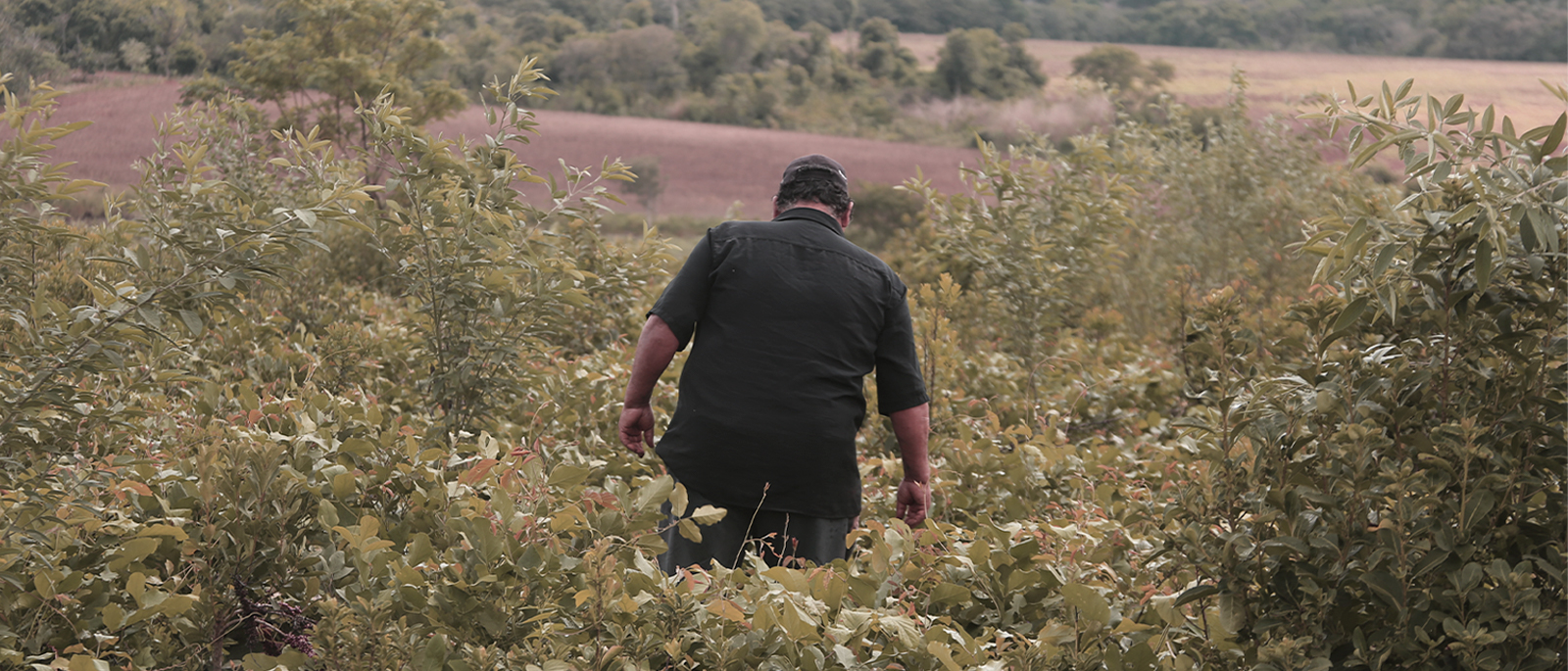 La civilizacin de la yerba serie de podcasts conferencias