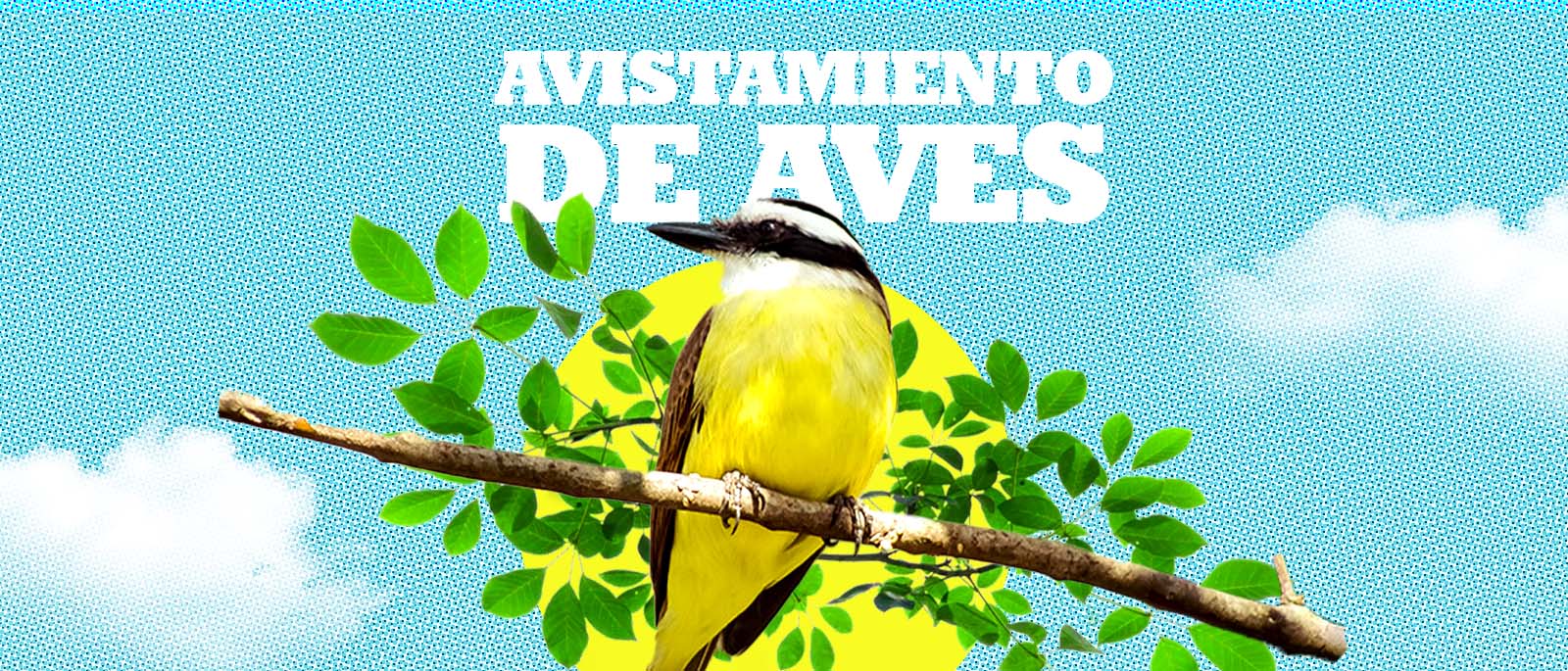 Avistamiento de Aves en el Parque Caballero
