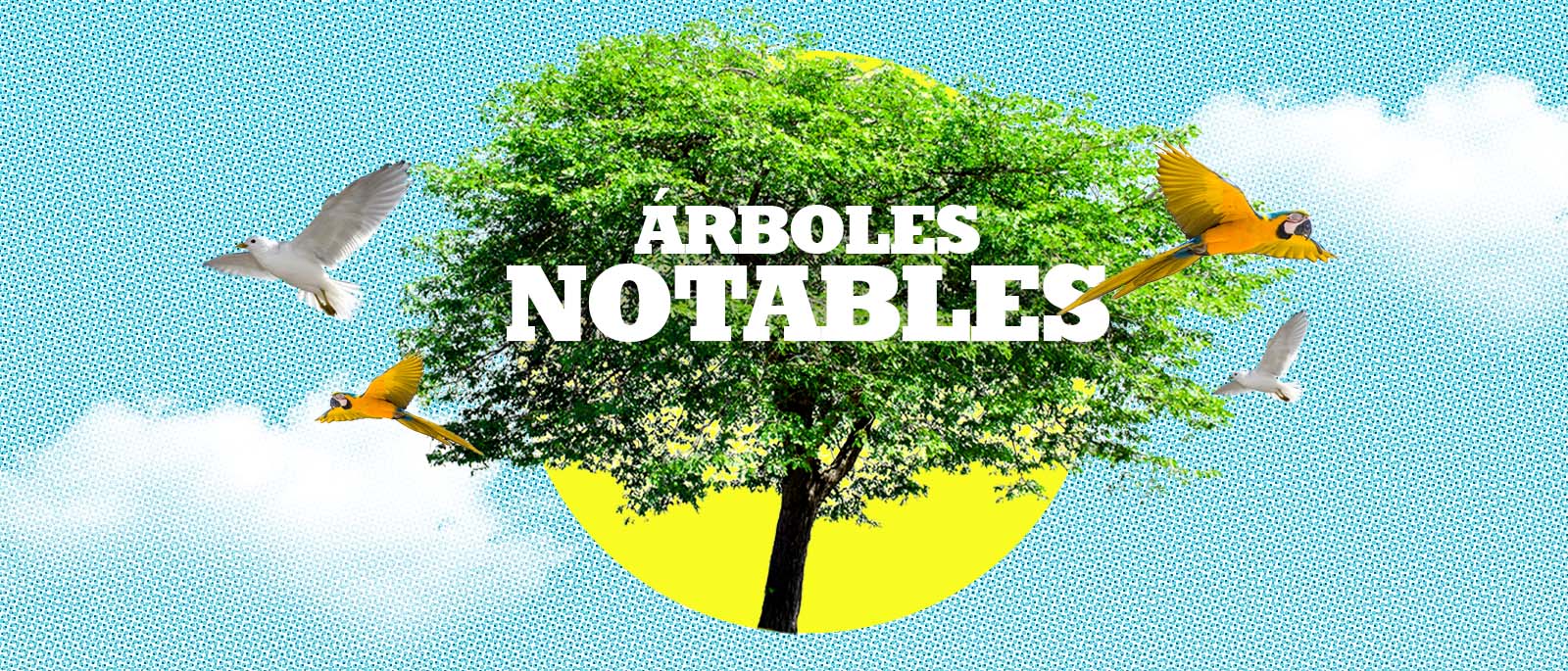 Arboles Notables del Parque Caballero