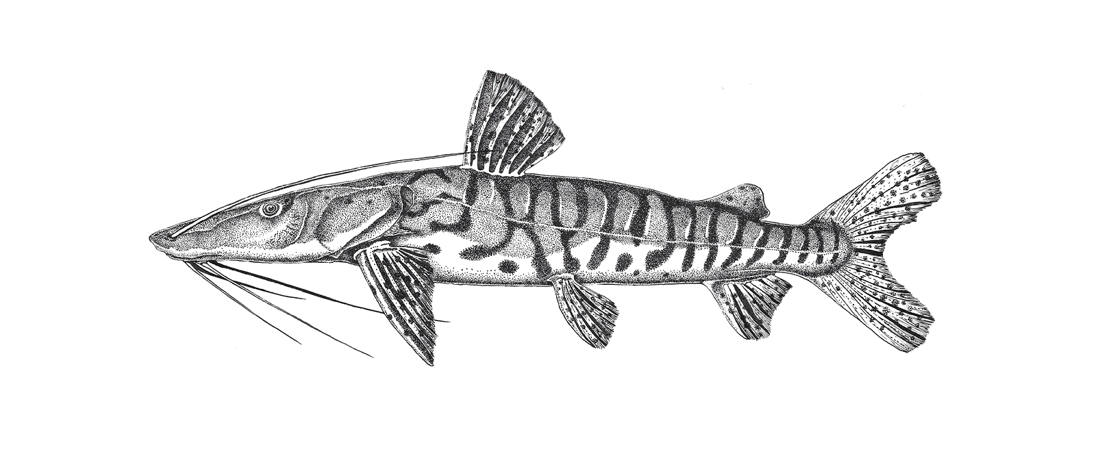 PSEUDOPLATYSTOMA RETICULATUM IVN VZQUEZ