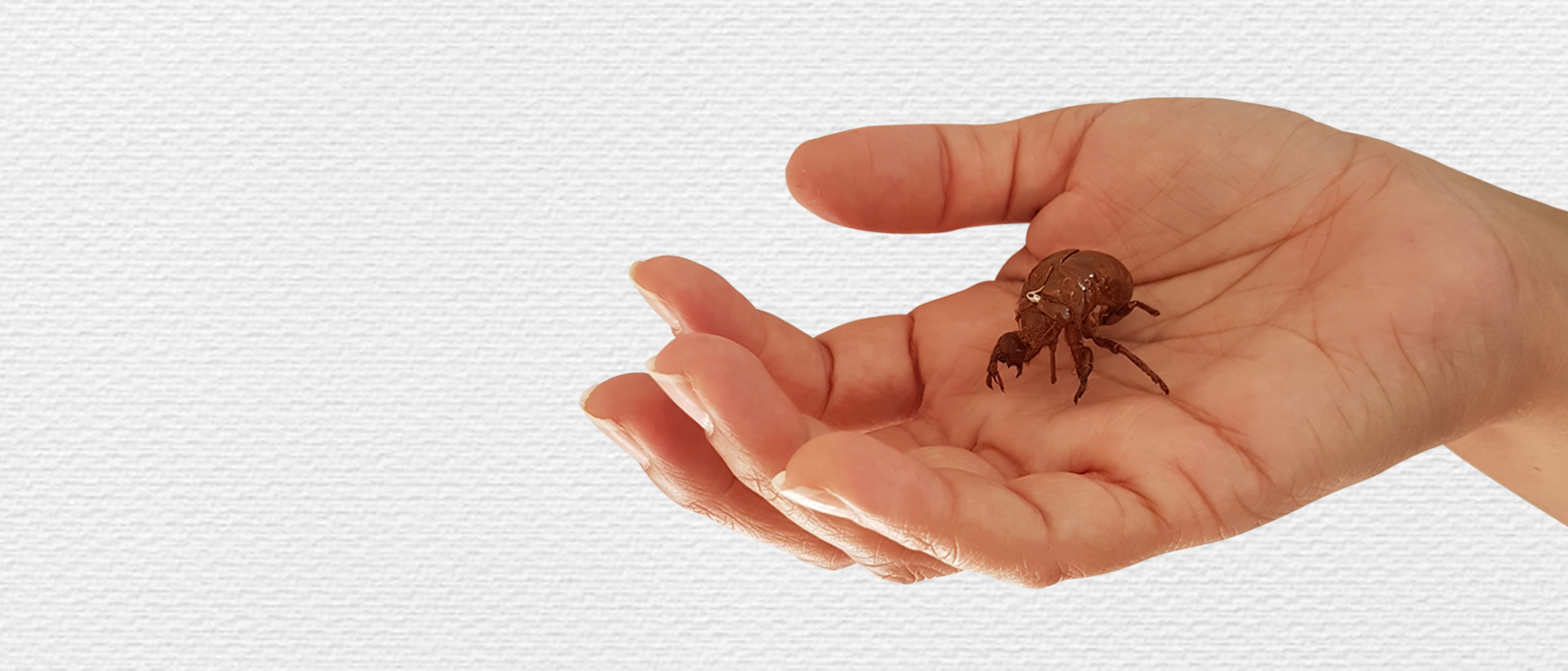 Arte en Vitrina Everness de Silvana Dominguez