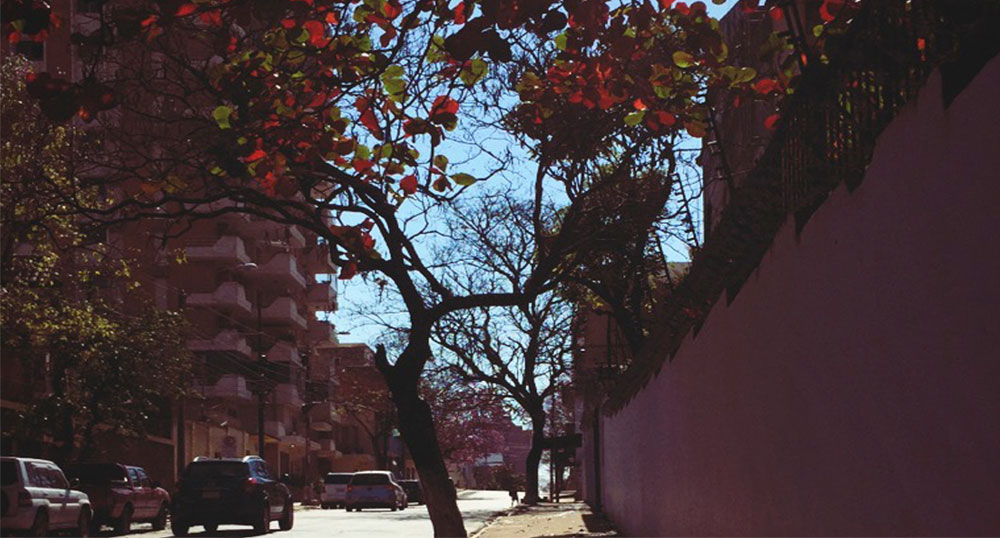 RBOLES URBANOS DE ASUNCIN IDENTIFICACIN Y USOS